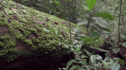 Moss growing on fallen tree trunk in forest. Mossy dead tree in jungle. A mossy log laying on the gr