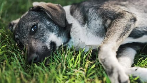 Close up of a black and brown, stray dog lying on the grass in a park