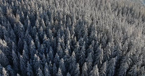 Drone Flight Over Winter Forest