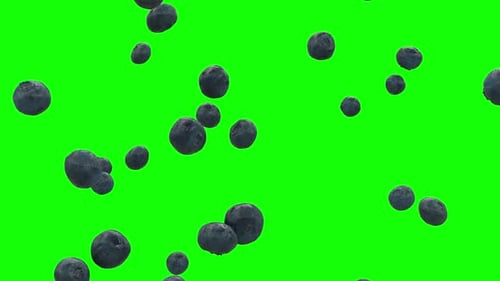 Blueberries Falling On Green Screen With Alpha Matte