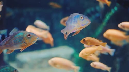 Peces coloridos nadan bajo el agua en el acuario. Primer plano de cíclidos en acuario