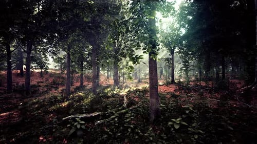 Forest Trees Nature Green Wood Sunlight View