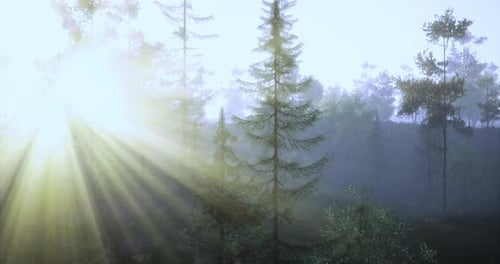 Light Breaking Through Misty Forest During Early Morning Hours in Nature