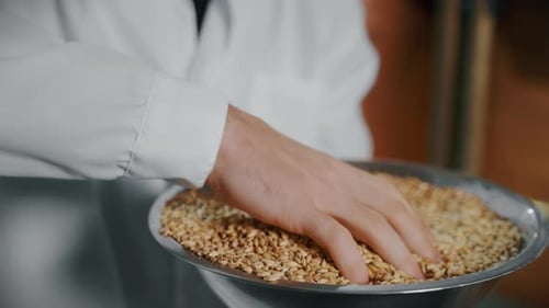 Cervejaria está verificando malte em uma moderna fábrica cervejeira de produção de cerveja