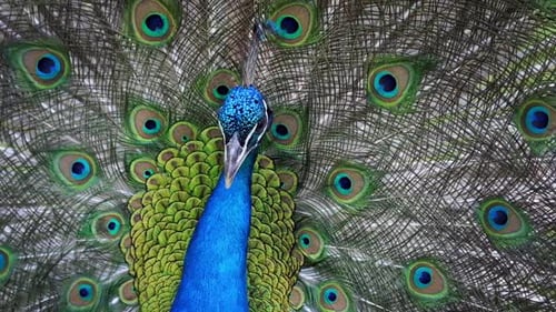 Vibrant Peacock Displaying Colorful Plumage