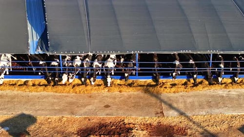 Cows Feeding in Barn, Aerial View