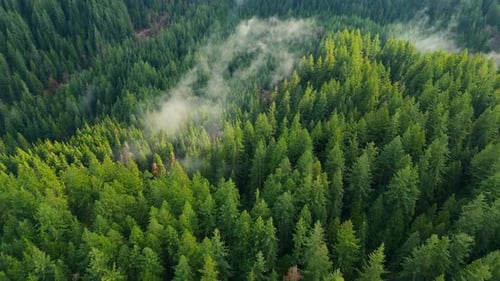 Aerial View Shows a Dense Forest with a Winding River and Clouds Canada