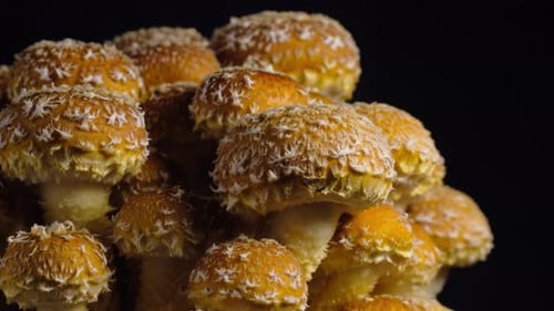Close-up time-lapse of mushroom gills opening and cap development, biology concept.