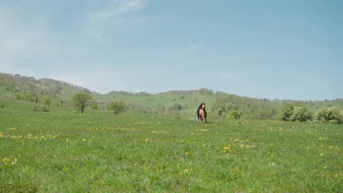 Hellbraunes Pferd mit dunklem Freund läuft frei über das Feld