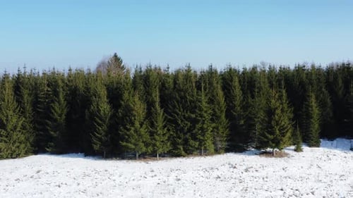 Aerial view of evergreen forest edge alongside a snow covered field. Countryside landscape in a sunn