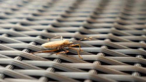 Squash Bug Insect Sitting on Blade of Green Grass