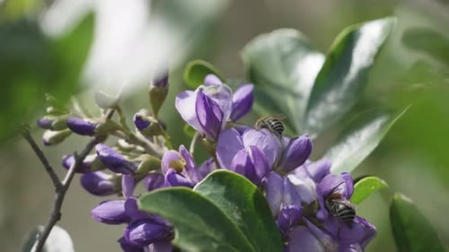 Bees Pollinating Purple Flowers on Sunny Day
