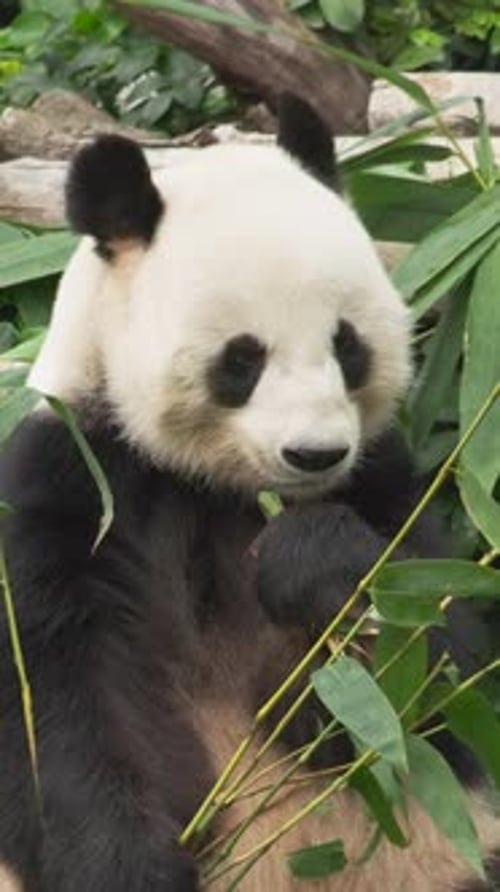 Panda Eating Bamboo in Green Foliage Setting