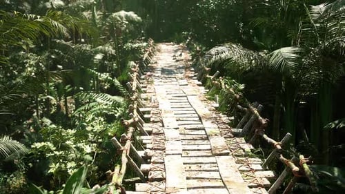 Exploring a Rustic Wooden Bridge Through Lush Forest in Argentina