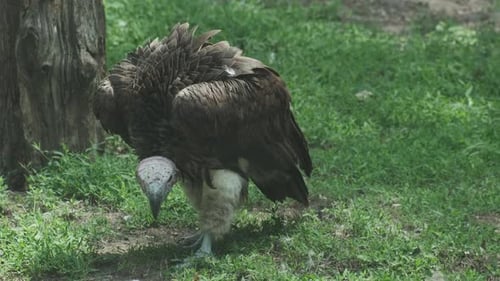 Vulture Feeds on Carcass in Grassy Field