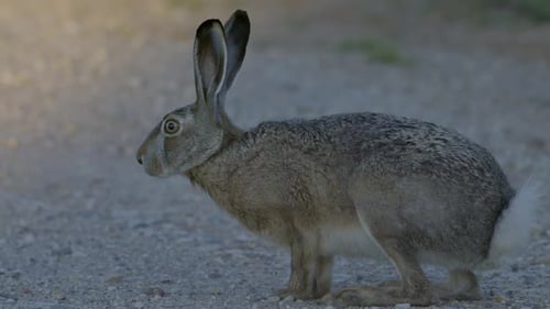 Wild hare running and eating on the road slow motion with big eyes