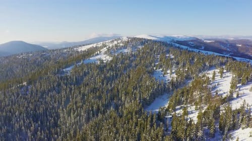 High Snowy Mountain Covered with Evergreen Fir Trees on a Sunny Cold Day