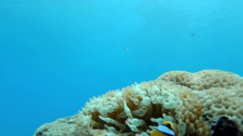 Nemo Clownfish In Sea Anemone In The Coral Reef. underwater