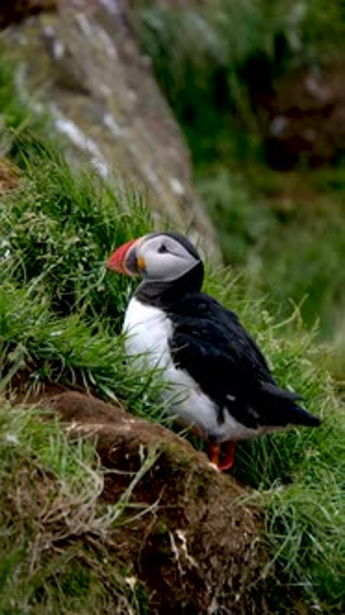 Puffins Exploring the Lush Cliffs of Borgarfjordur Iceland During Summer