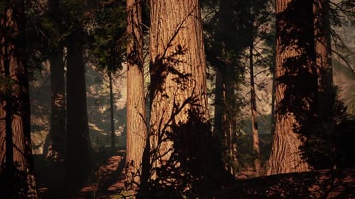 Majestic Sequoia Trees Casting Shadows in a Serene Forest Setting