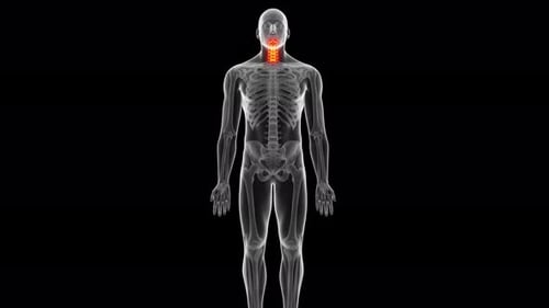 Glowing cervical spine vertebrae in a rotating human skeletal system