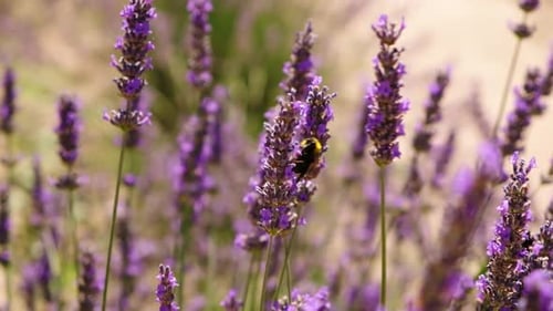 Blooming Lavender Field