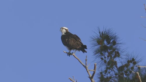 Fischadler thront auf einem Ast, Nahaufnahme