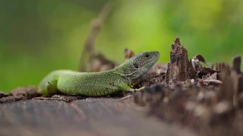 macro view of a Lacerta viridis Green lizard, European green lizard
