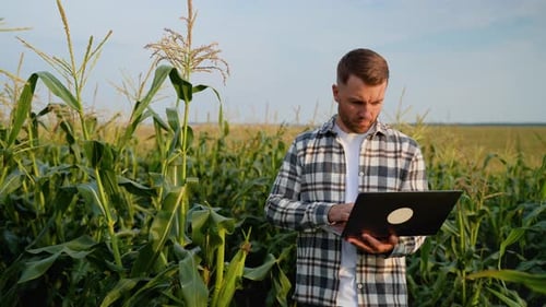 Bearded Man with Laptop in Corn Field