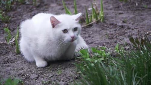 Obdachlose weiße Katze auf dem Boden im Stadtpark Zeitlupe