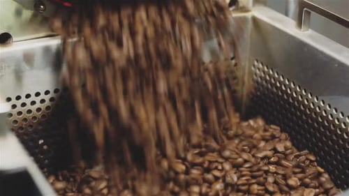 Filling Industrial Roasting Machine with Coffee Beans