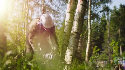 Holzfäller fällt einen Baum mit der Kettensäge