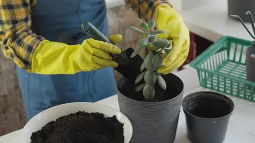 Person Adding Soil to Potted Succulent Plant
