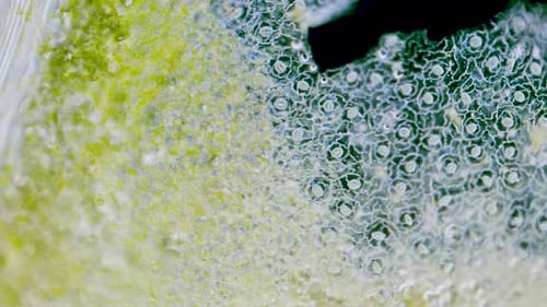 Weitansicht der Stomata der Pflanze