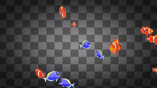 Schwimmender Alpha von Blautangfischen und Clownfischen