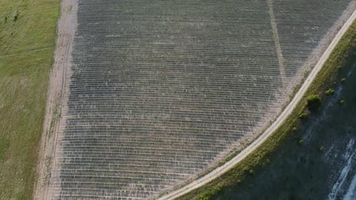 Aerial Lavender Fields