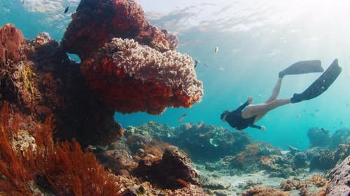 Young Woman Swims in the Ocean Female Freediver Glides Underwater Over the Coral Reef