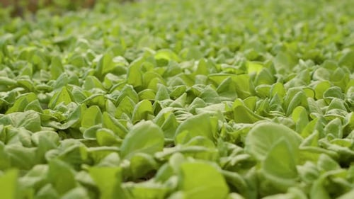 Extreme Closeup of Green Lettuce Leaves Grown in Organic Farm Being Cultivated Without Pesticides