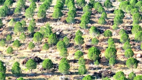 pistachio pines in the forest