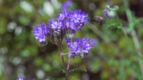 Bee Pollinating Purple Flower in Natural Setting