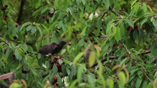 Starling Elternvogel, der ein Küken in einem Kirschbaum füttert
