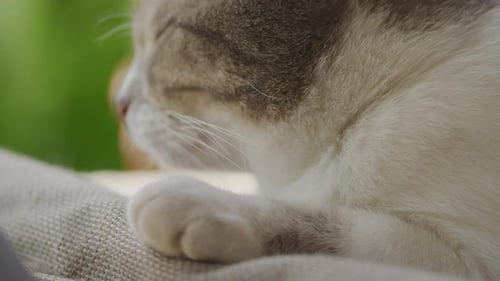 Extreme Close Up of a Domestic Cat Face Smelling the Air in the Backyard