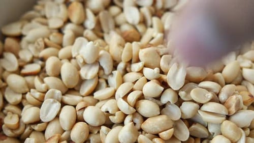 Nahaufnahme einer von Hand gepflückten Erdnuss aus einer Schüssel