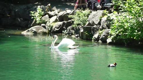 Hermoso cisne blanco con alas esponjosas flotando en el lago con patos en el parque en un día soleado