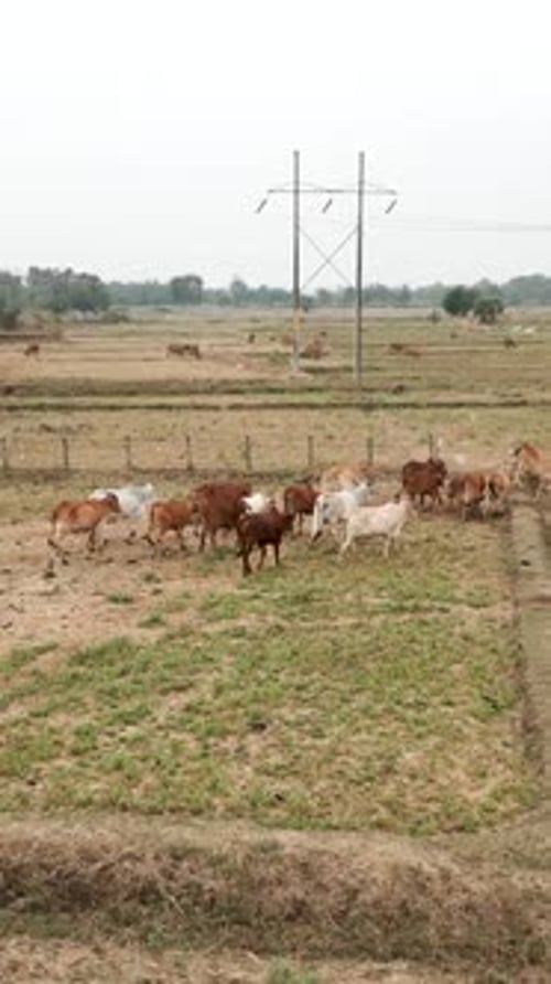 A Group of Cows Walking Through a Farm Field