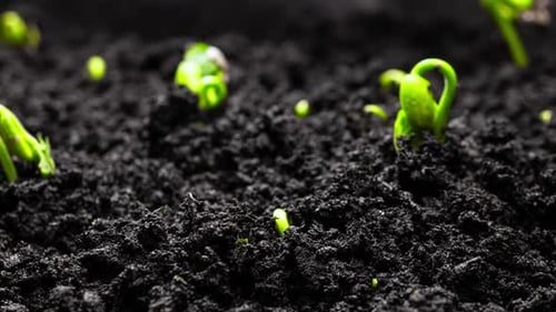 Plant Growth In Timelapse Sprouts Germination From Seeds In Ground Farming And Gardening At Spring