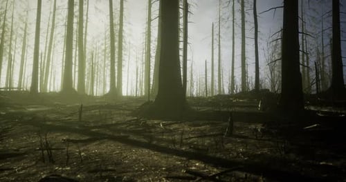 Silent Aftermath of a Forest Fire in a Burned Woodland Area at Dawn