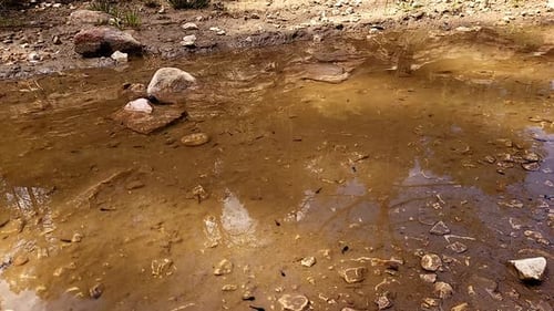 Kaulquappen schwimmen in einem Teich. Große Anzahl von Kaulquappen, die sich im Teich bewegen. Amphibien-Metamorphosen. Frosch