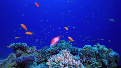 Coral Reef and Colorful Fish Underwater Scene