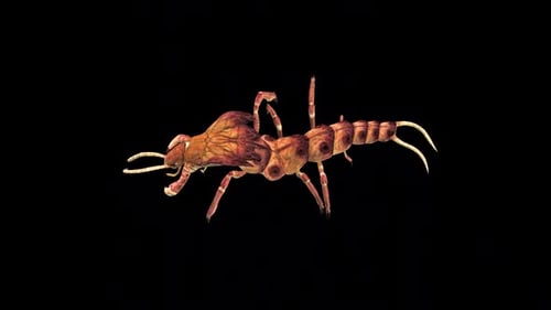 Centipede Run